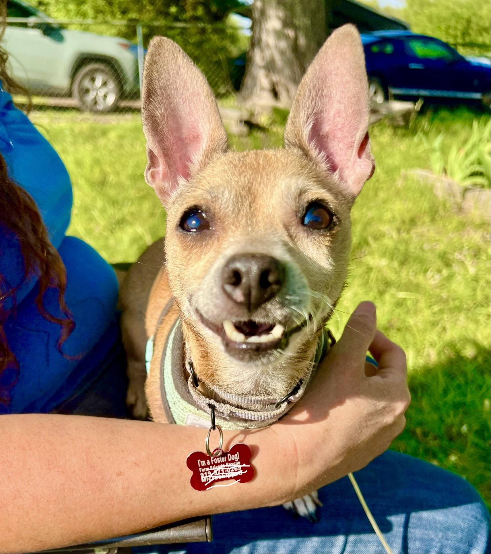 Laurel, adopted, Adult Female Chihuahua.