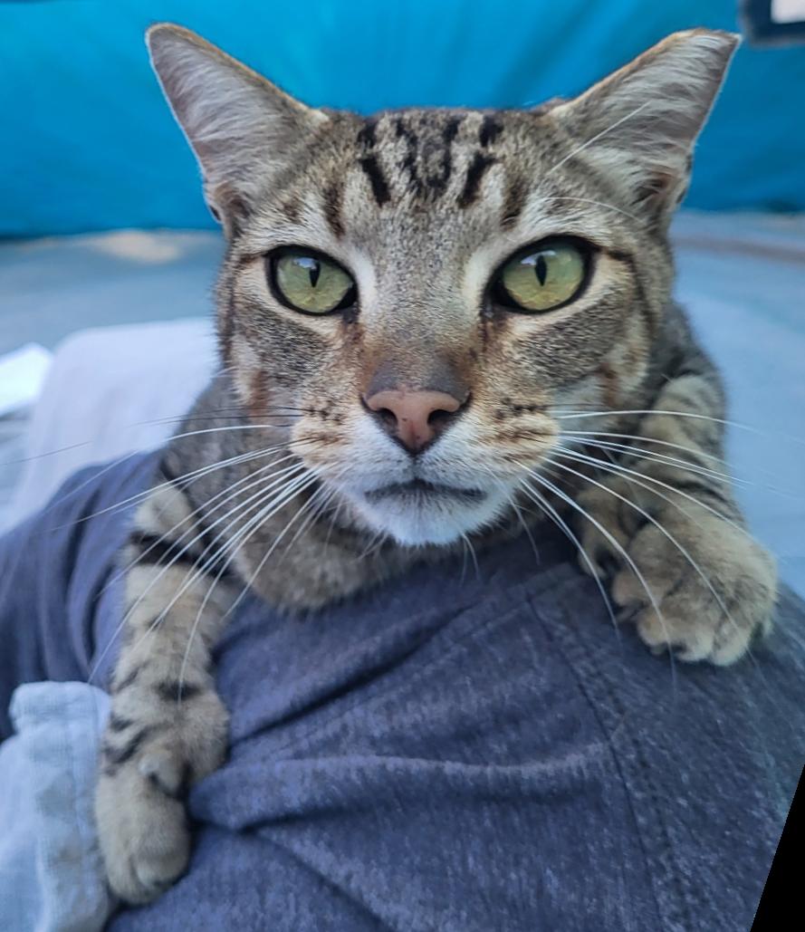 Mittens, Adoptable, Adult Male Domestic Short Hair.