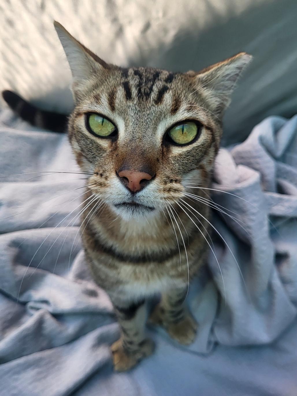 Enlarge Mittens, a Adoptable Domestic Short Hair in San Jose, CA image 3/4