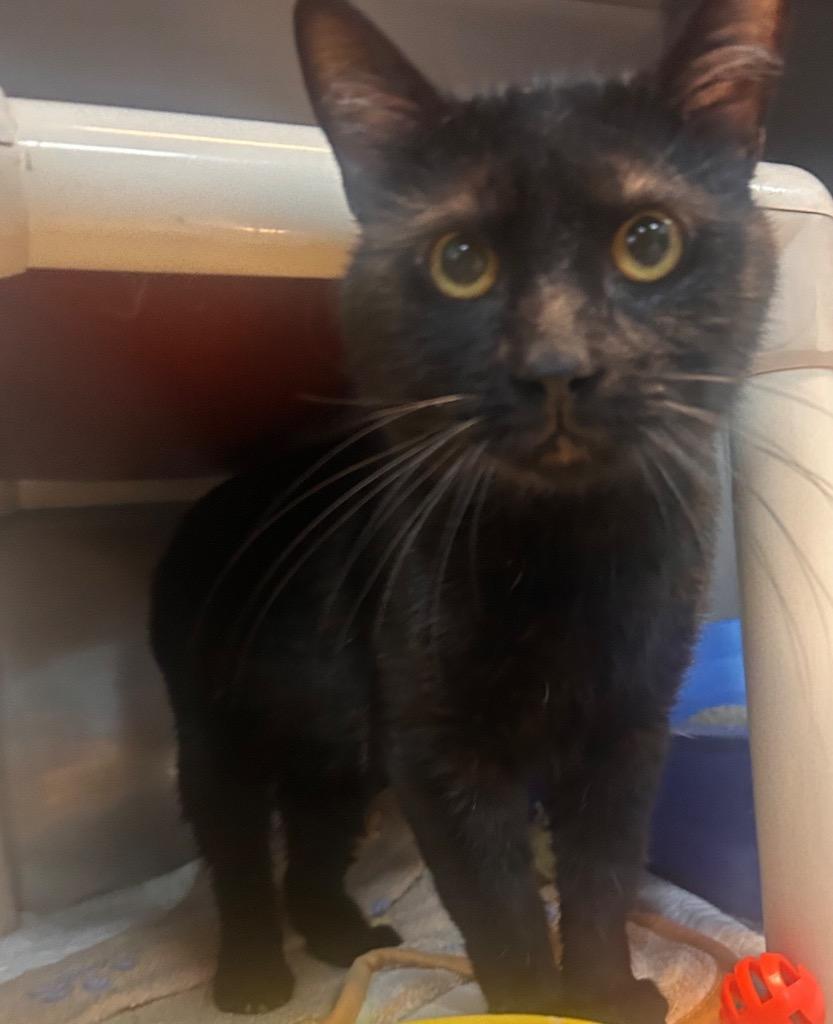 Enlarge Bert, a Adoptable mixed breed in New Manchester, WV image 4/6
