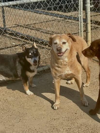 Max & Abby, Bonded Pair, a Adoptable mixed breed in Southaven , MS image 1/6