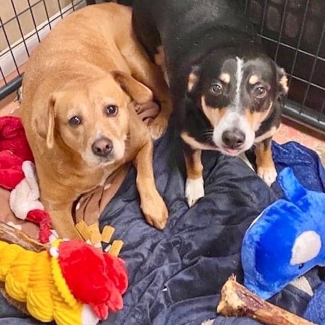Max & Abby, Bonded Pair, a Adoptable mixed breed in Southaven , MS image 2/6