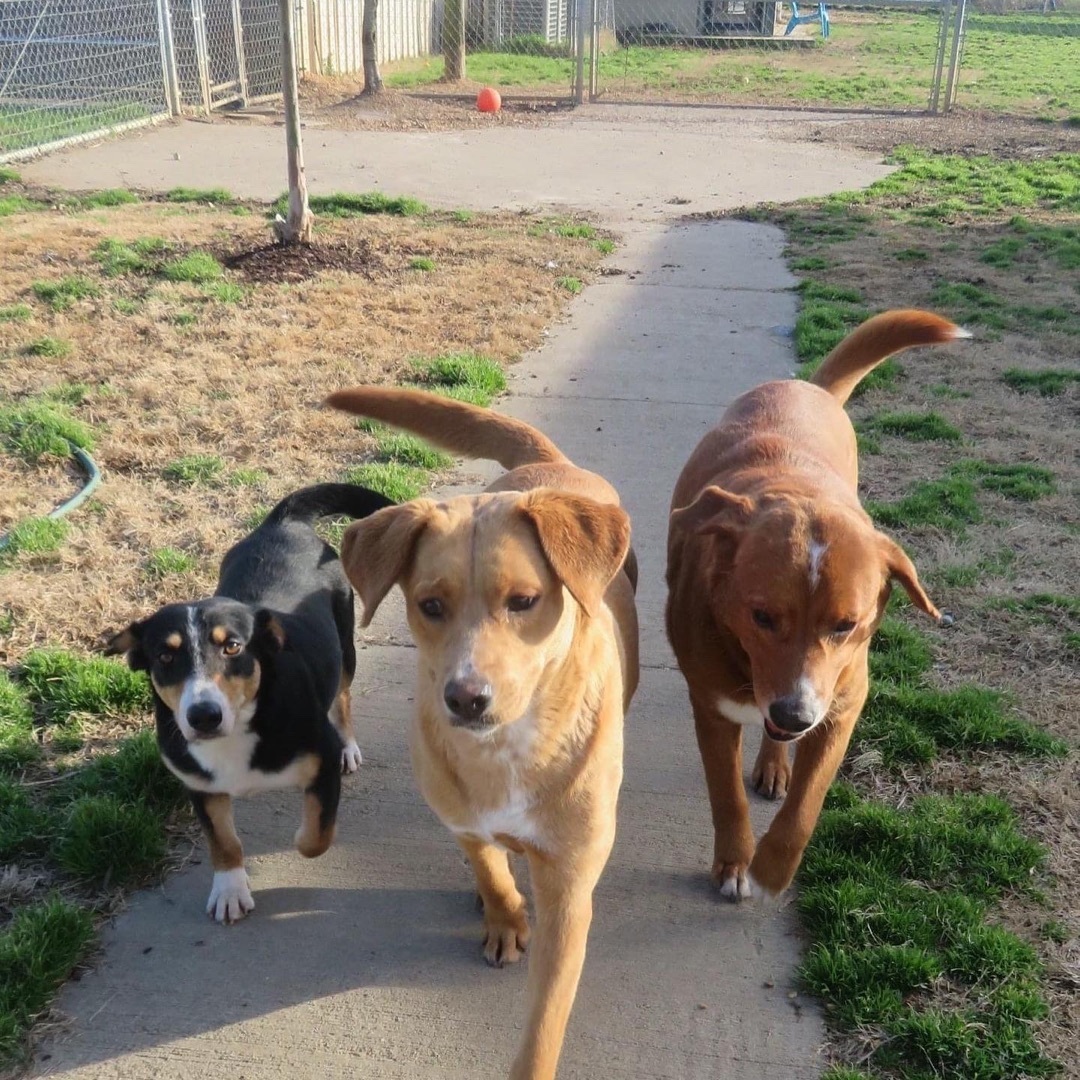 Max & Abby, Bonded Pair, a Adoptable mixed breed in Southaven , MS image 4/6