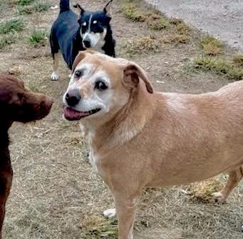 Max & Abby, Bonded Pair, a Adoptable mixed breed in Southaven , MS image 3/6