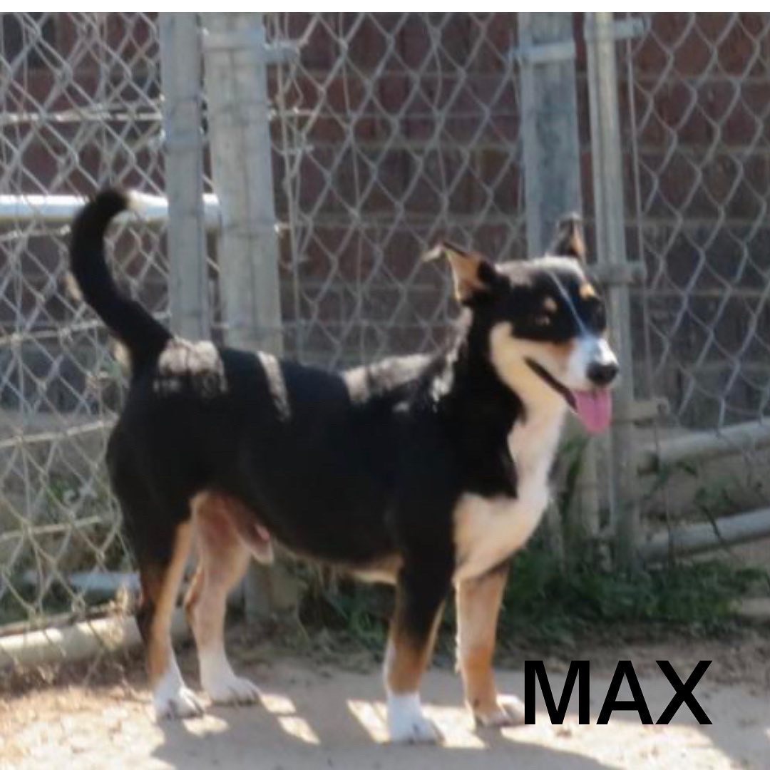 Max & Abby, Bonded Pair, a Adoptable mixed breed in Southaven , MS image 5/6