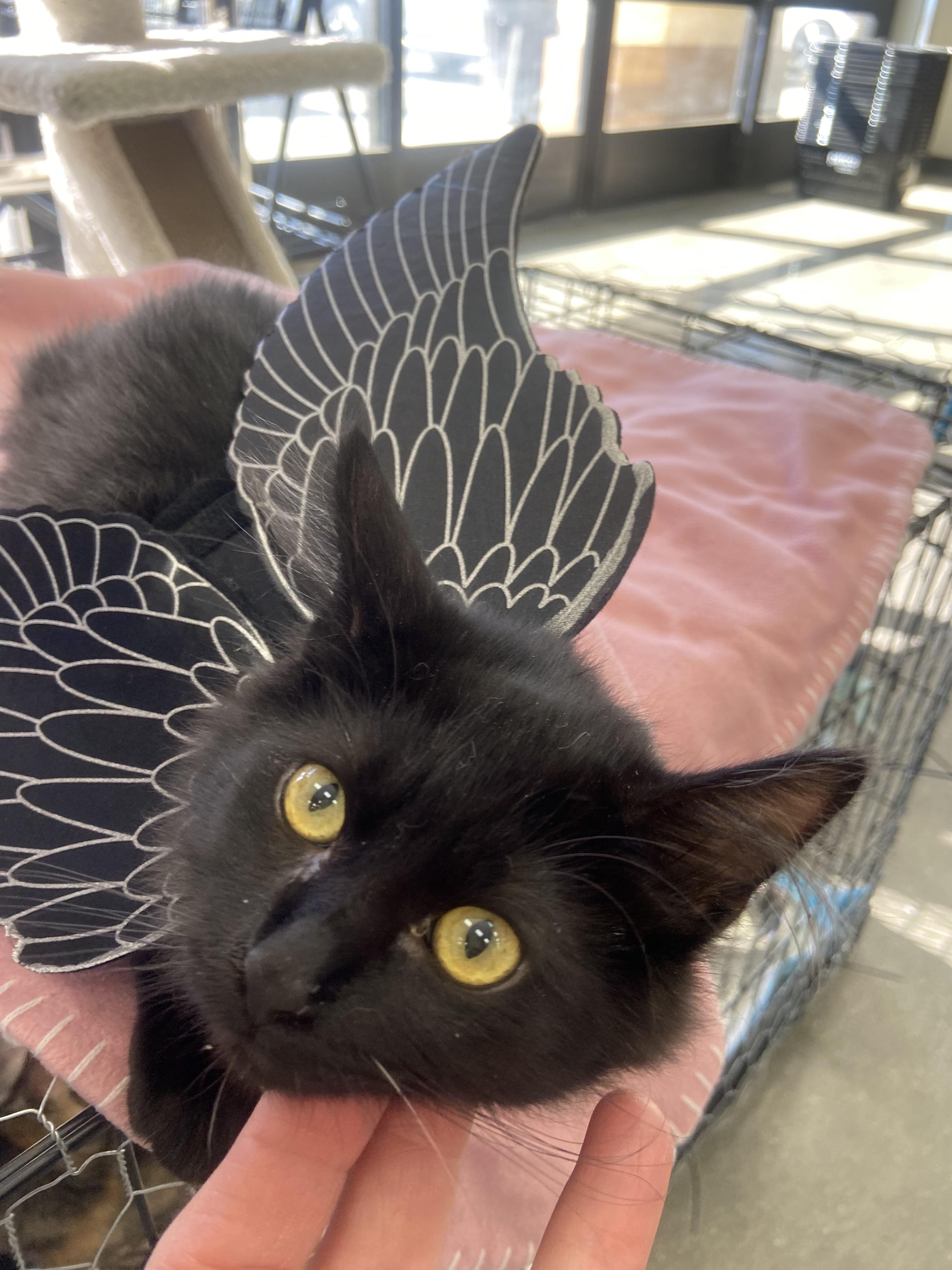 Enlarge Sebastian, a Adoptable Domestic Medium Hair image 1/3