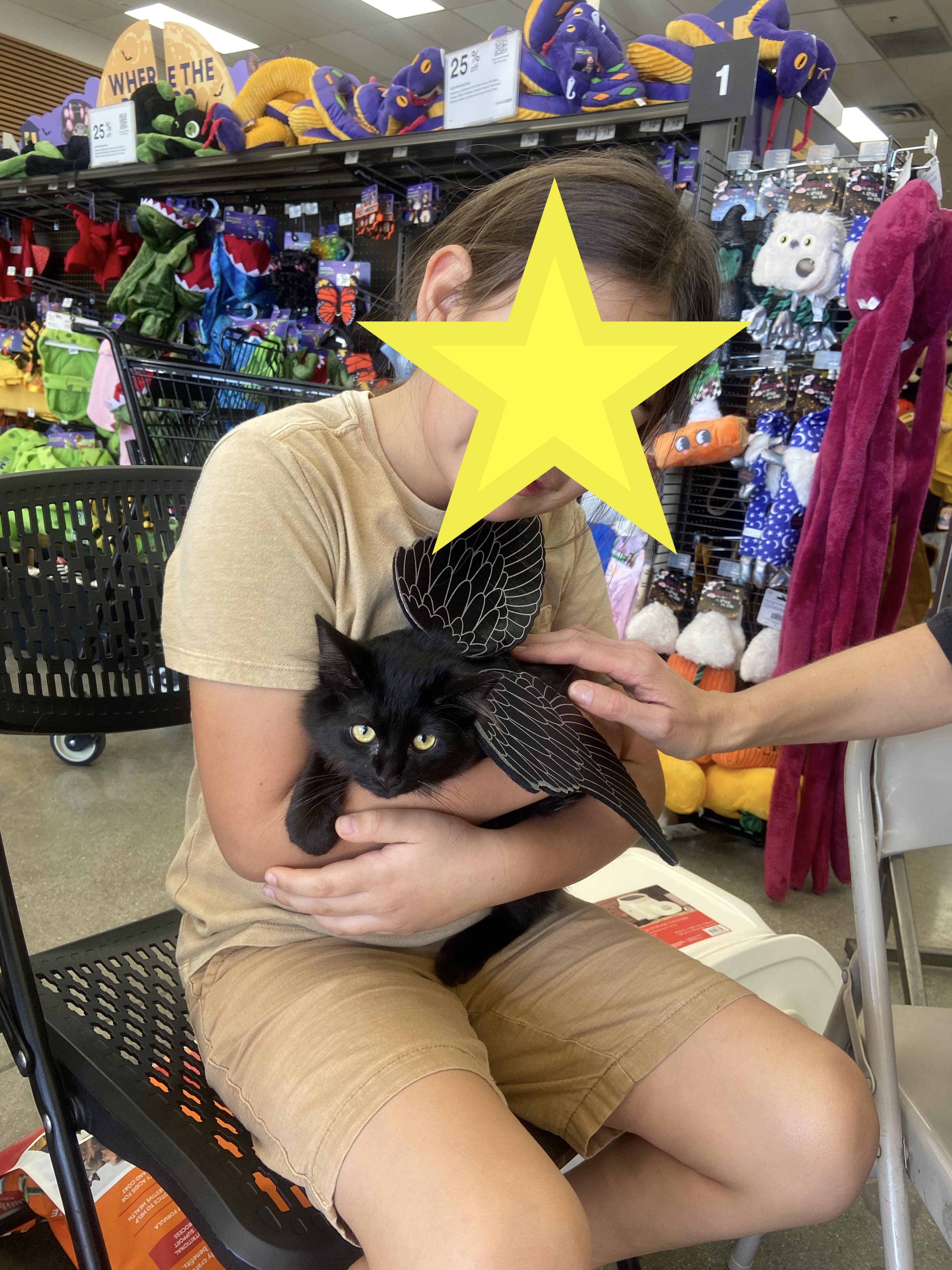 Enlarge Sebastian, a Adoptable Domestic Medium Hair image 2/3