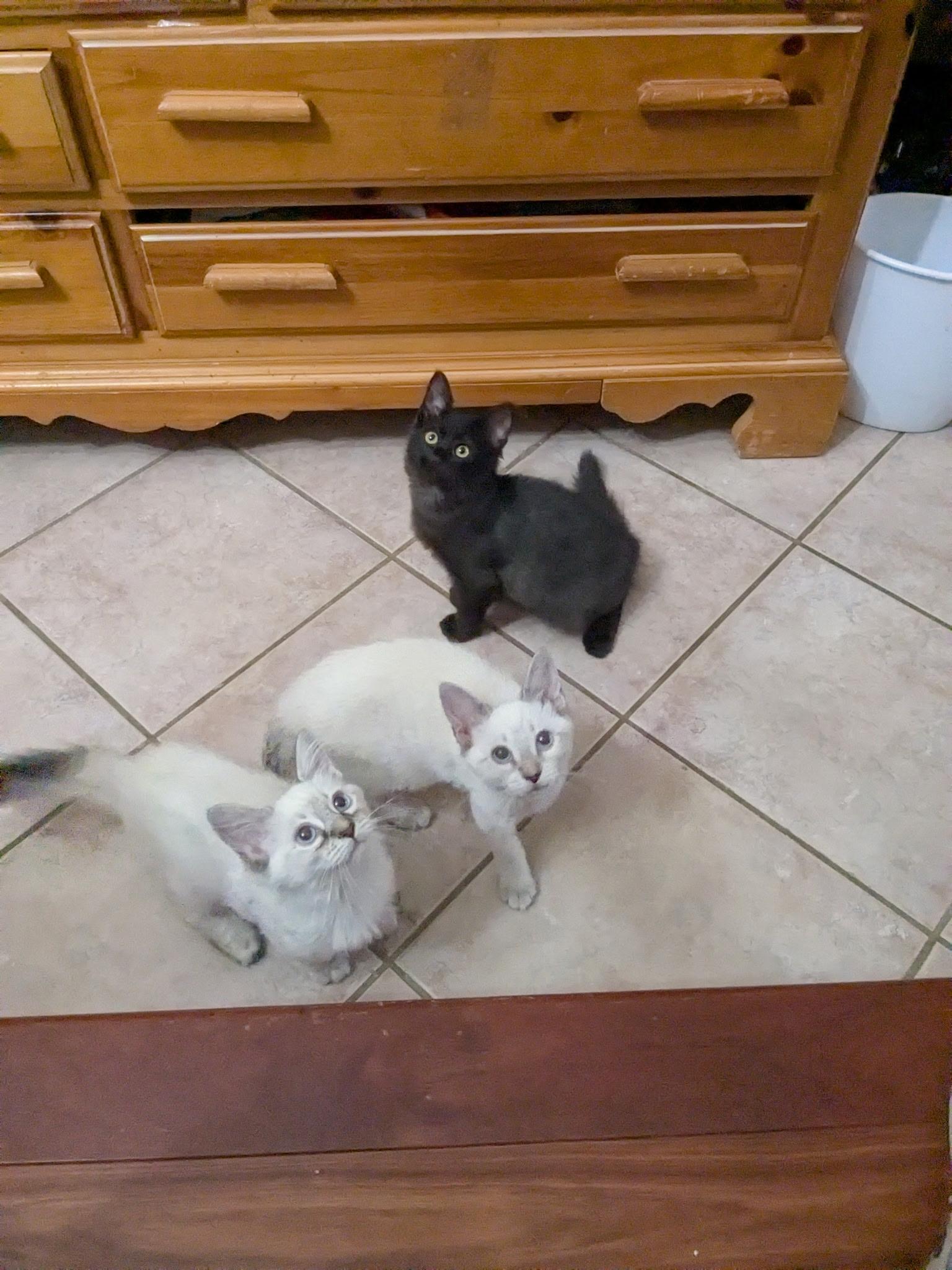 Enlarge Sebastian, a Adoptable Domestic Medium Hair image 3/3