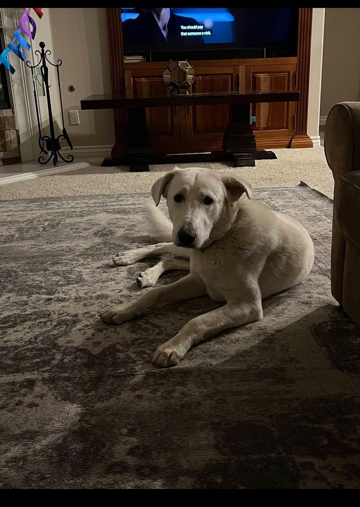 Remy, a Adoptable mixed breed in Weston, MA image 3/6