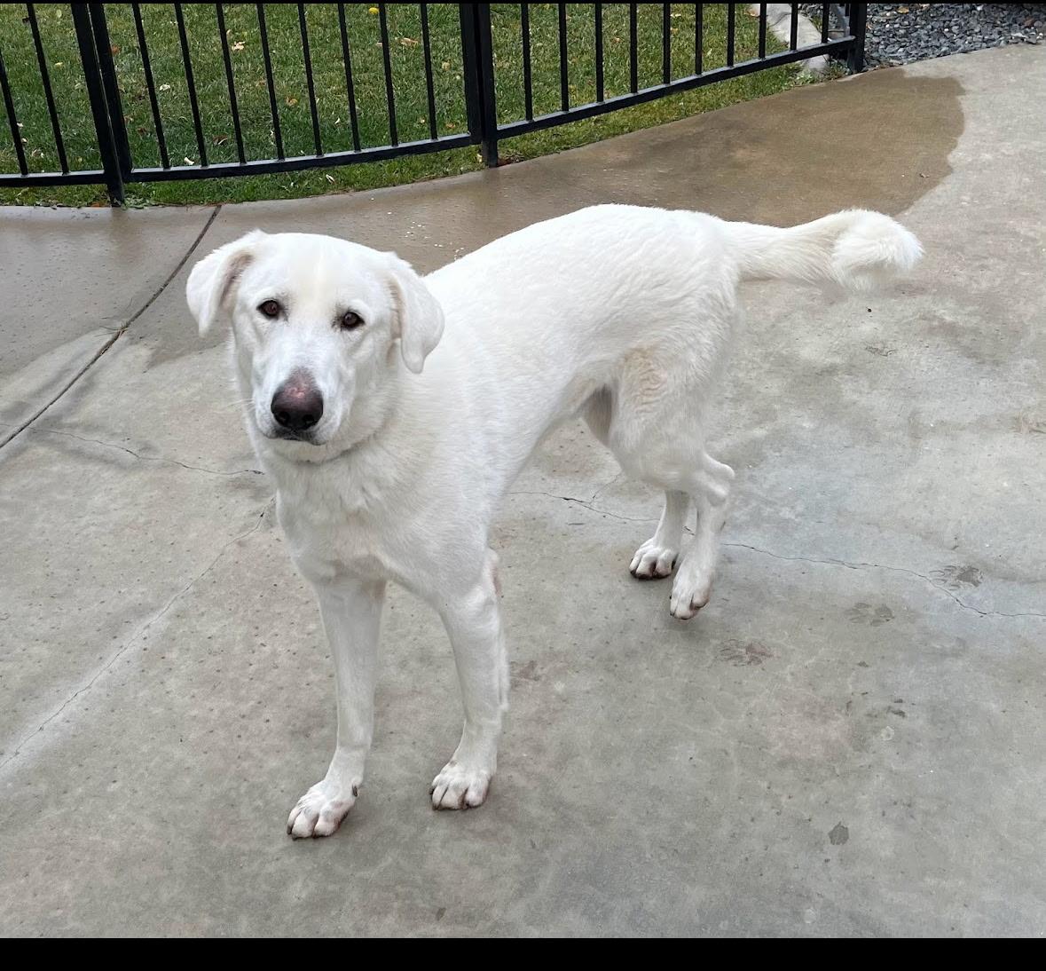 Remy, a Adoptable mixed breed in Weston, MA image 2/6