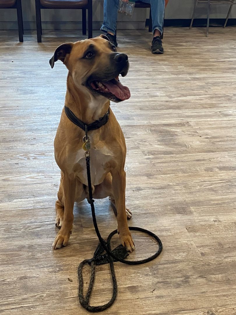 Paddy, Adoptable, Senior Male Boxer & Shepherd.
