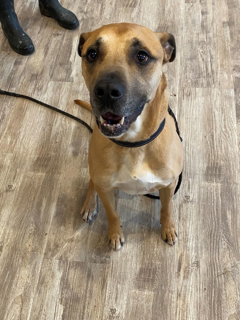 Paddy, a Adoptable mixed breed in Oshawa, ON image 2/4