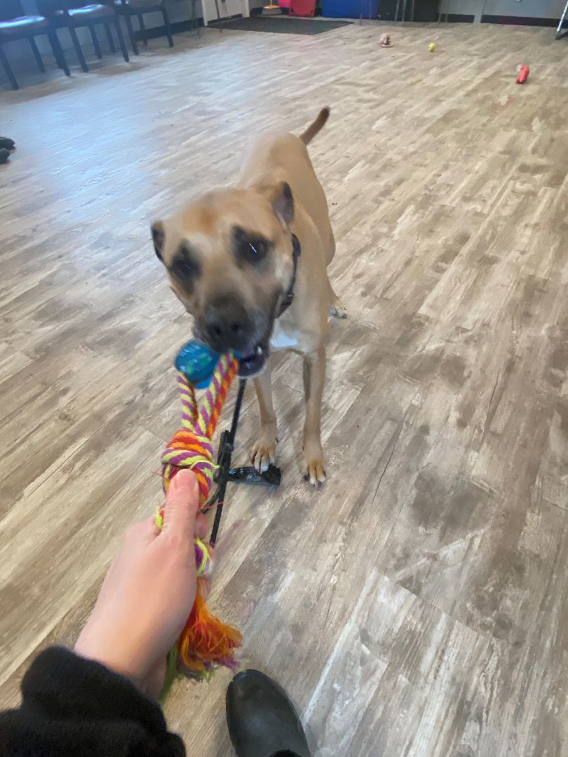 Paddy, a Adoptable mixed breed in Oshawa, ON image 3/4