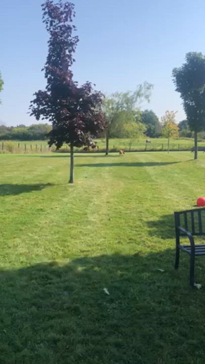 Enlarge Paddy, a Adoptable mixed breed in Oshawa, ON video 4/4