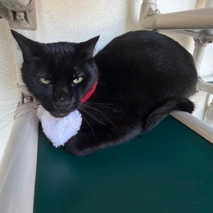 Enlarge Romeo, a Adoptable Domestic Short Hair in Sarasota, FL image 1/2