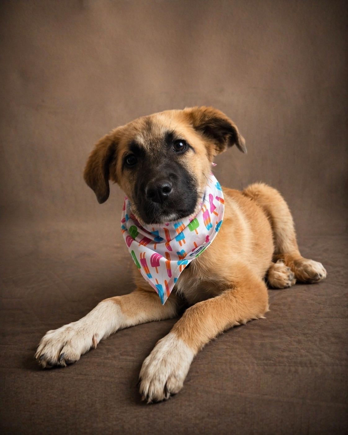 Dolly, adopted, Puppy Female Anatolian Shepherd.