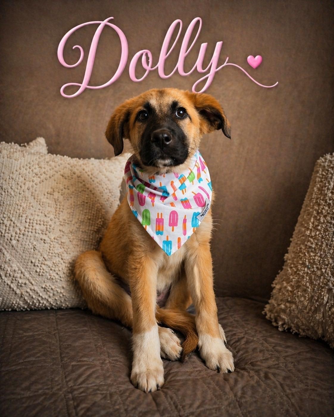Enlarge Dolly, an adopted mixed breed in Murrieta, CA image 4/4