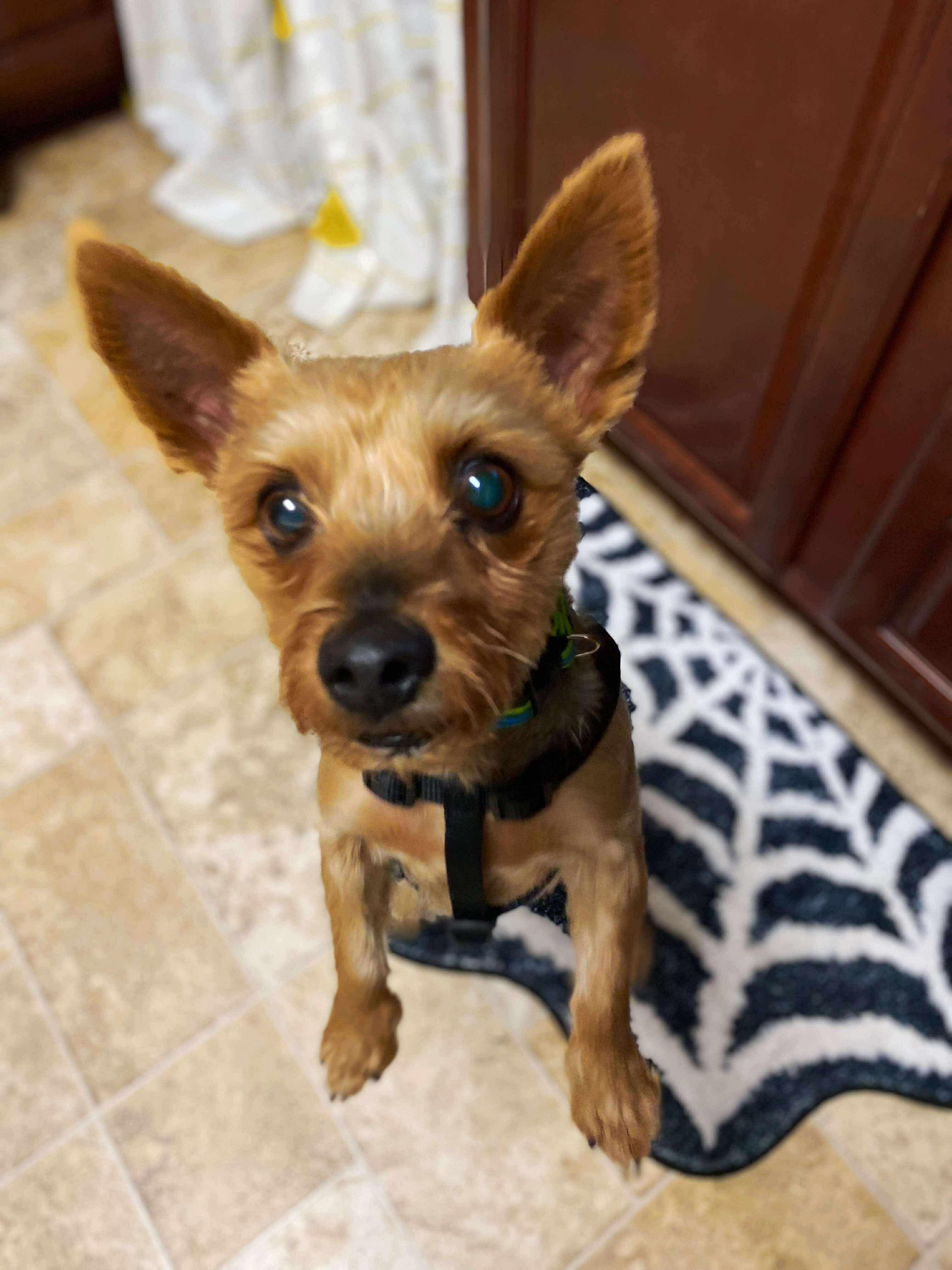 Prince, a Adoptable mixed breed in Millersville, MD image 1/3