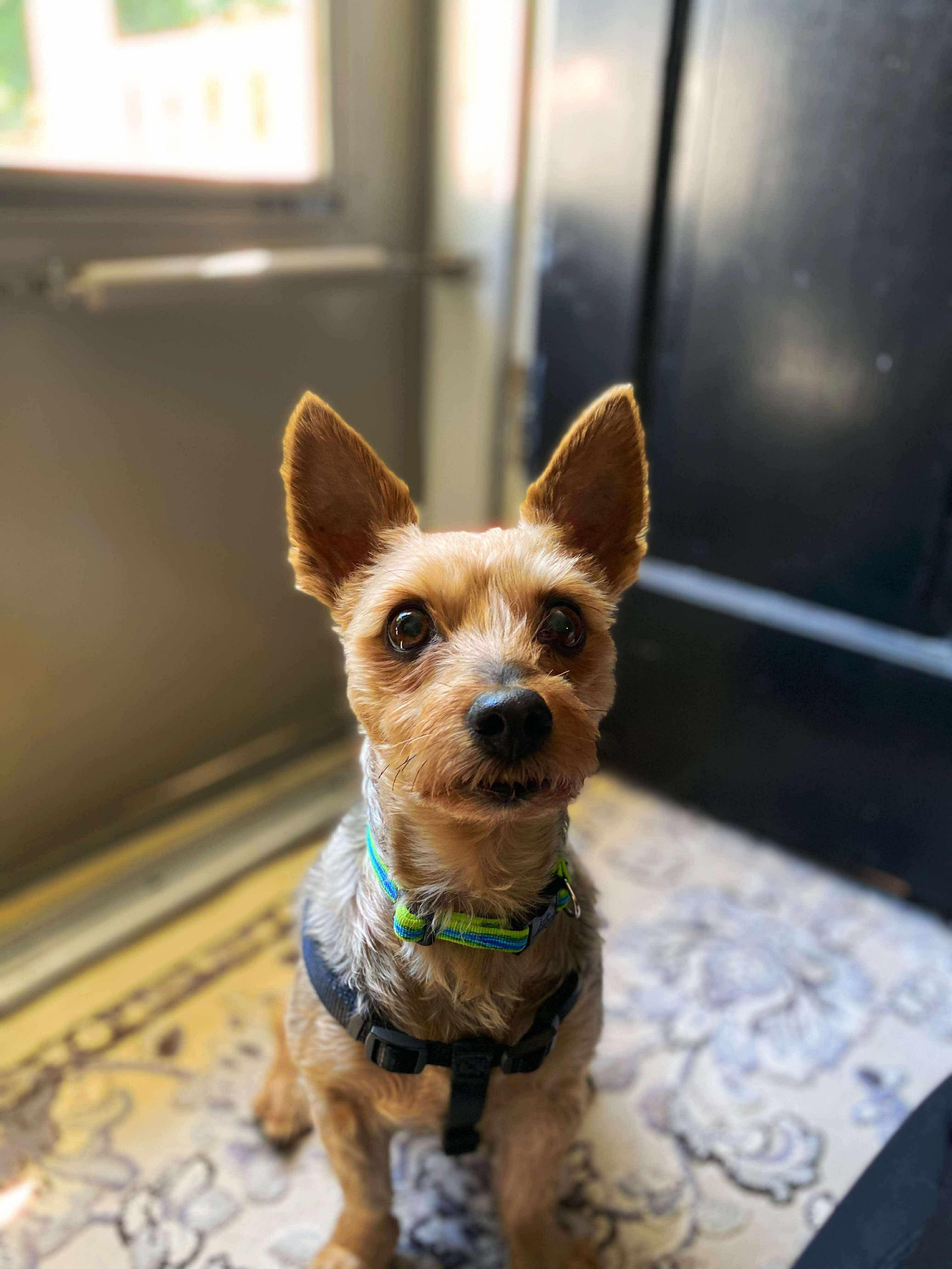 Prince, a Adoptable mixed breed in Millersville, MD image 2/3