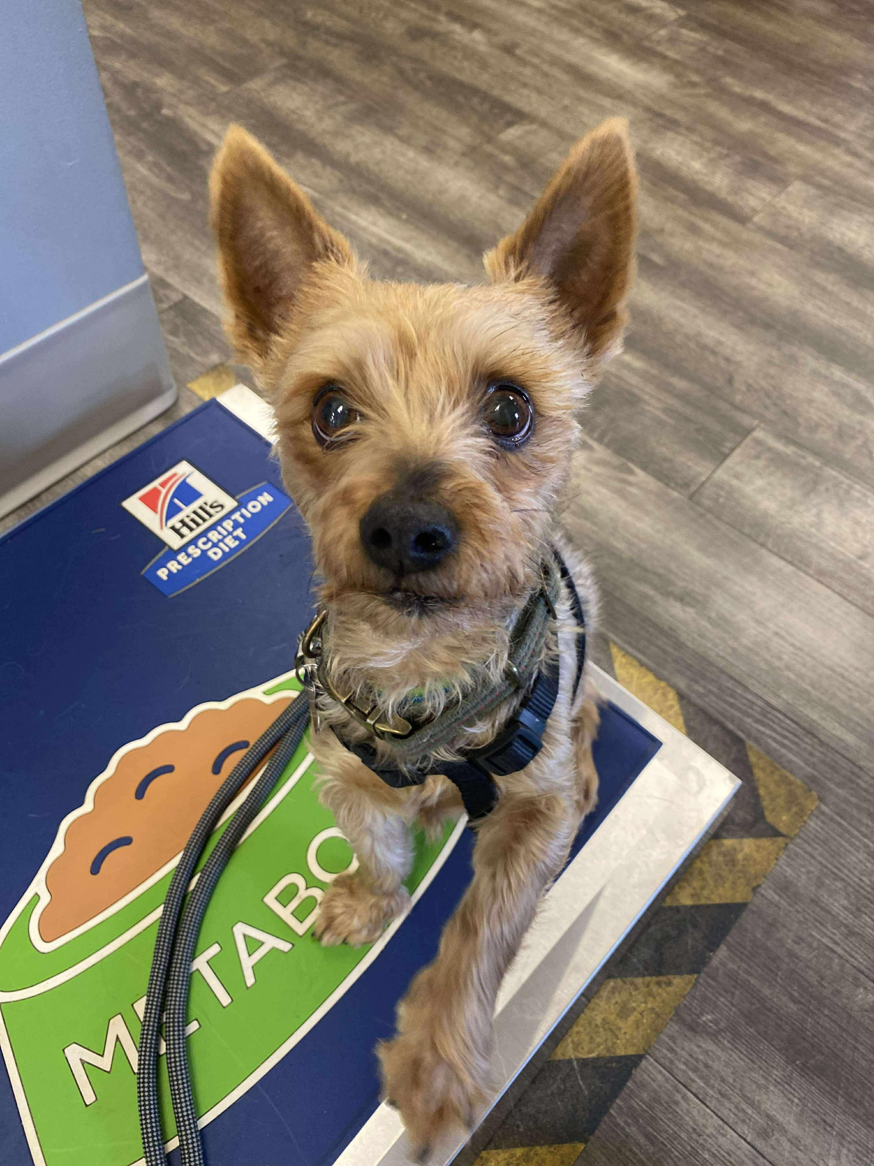 Prince, a Adoptable mixed breed in Millersville, MD image 3/3