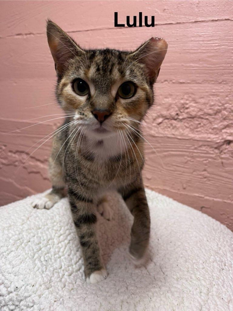 Lulu, ADOPTABLE, Adult Female Domestic Short Hair.