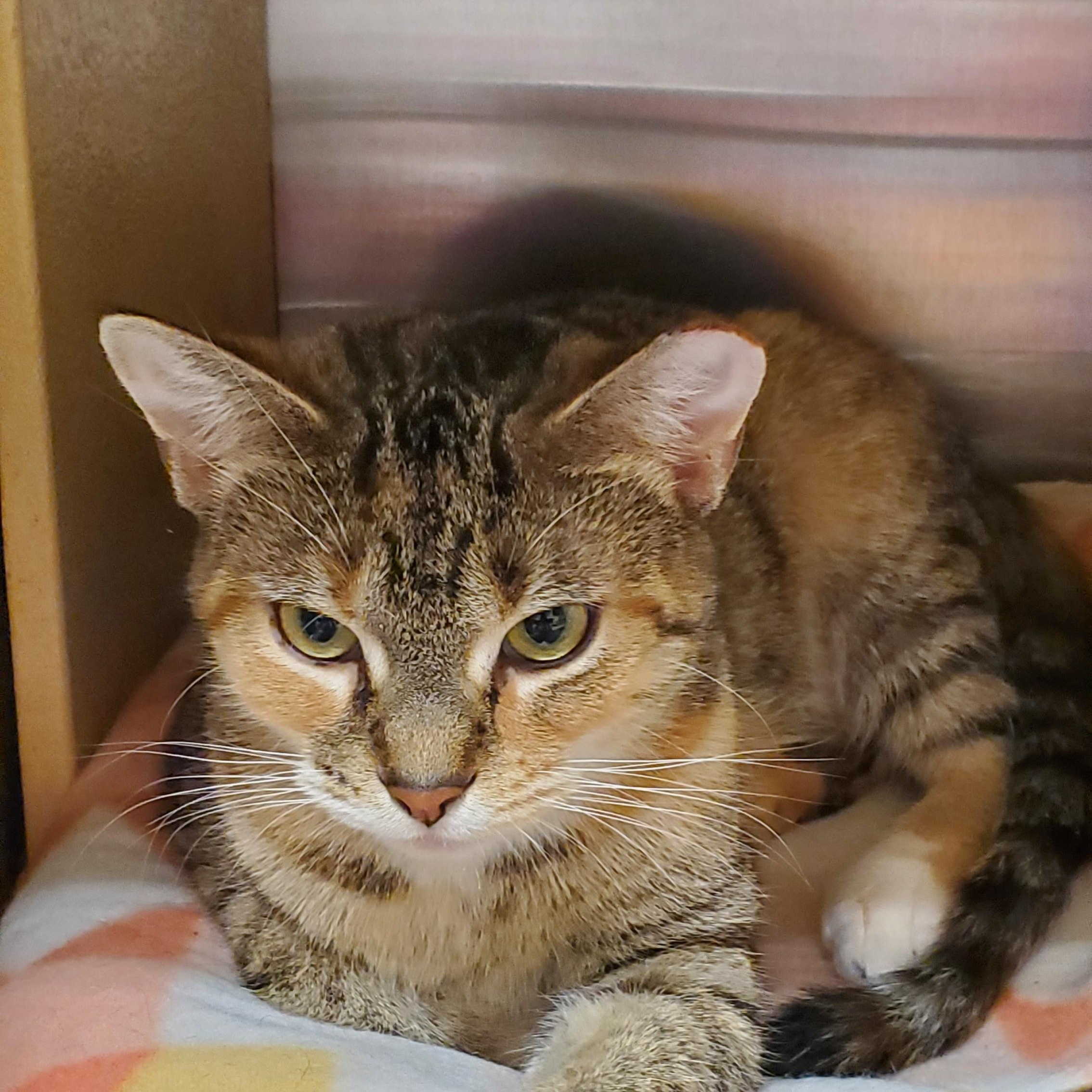 Lulu, adopted, Adult Female Domestic Short Hair.