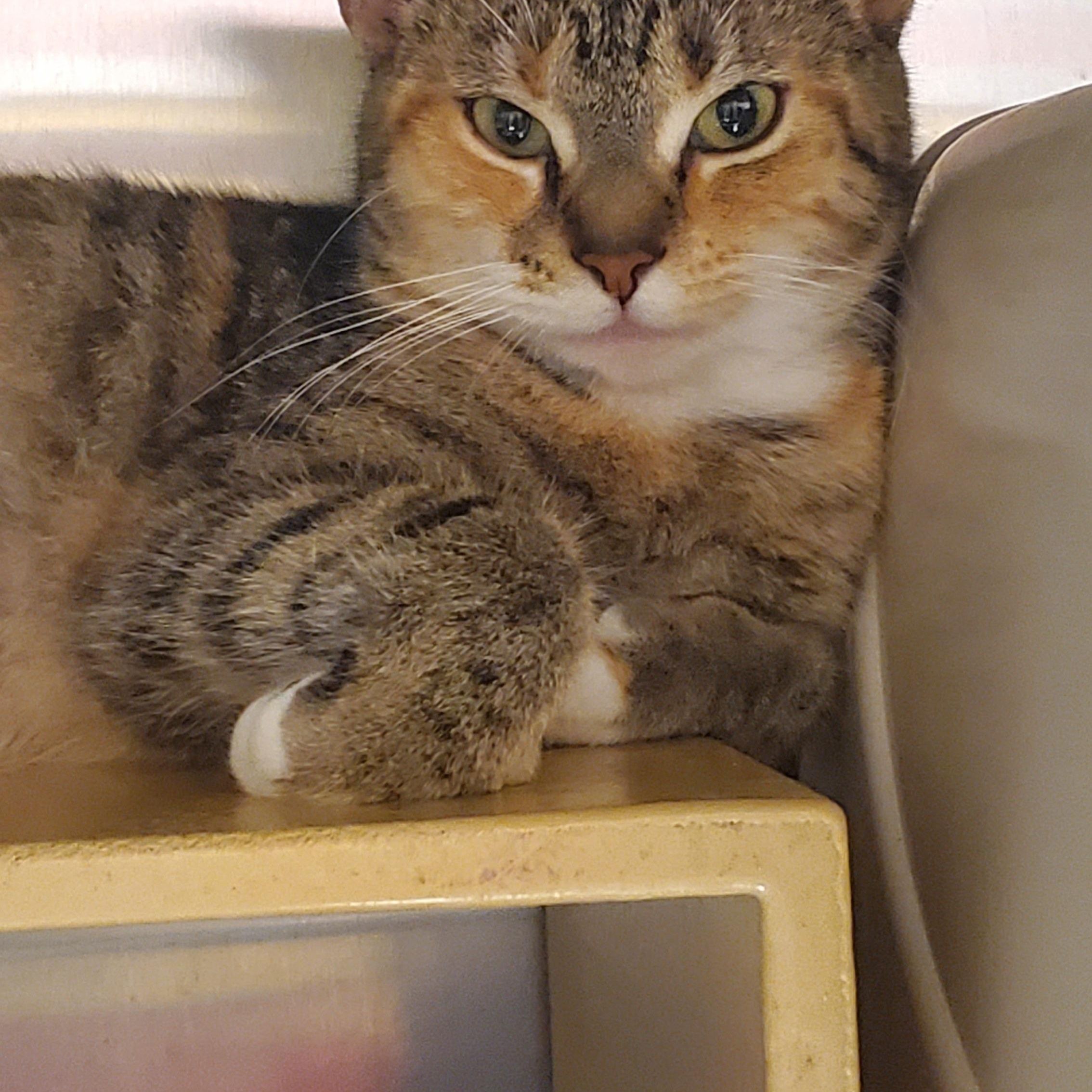 Enlarge Lulu, an adopted Domestic Short Hair in Muncie, IN image 2/2