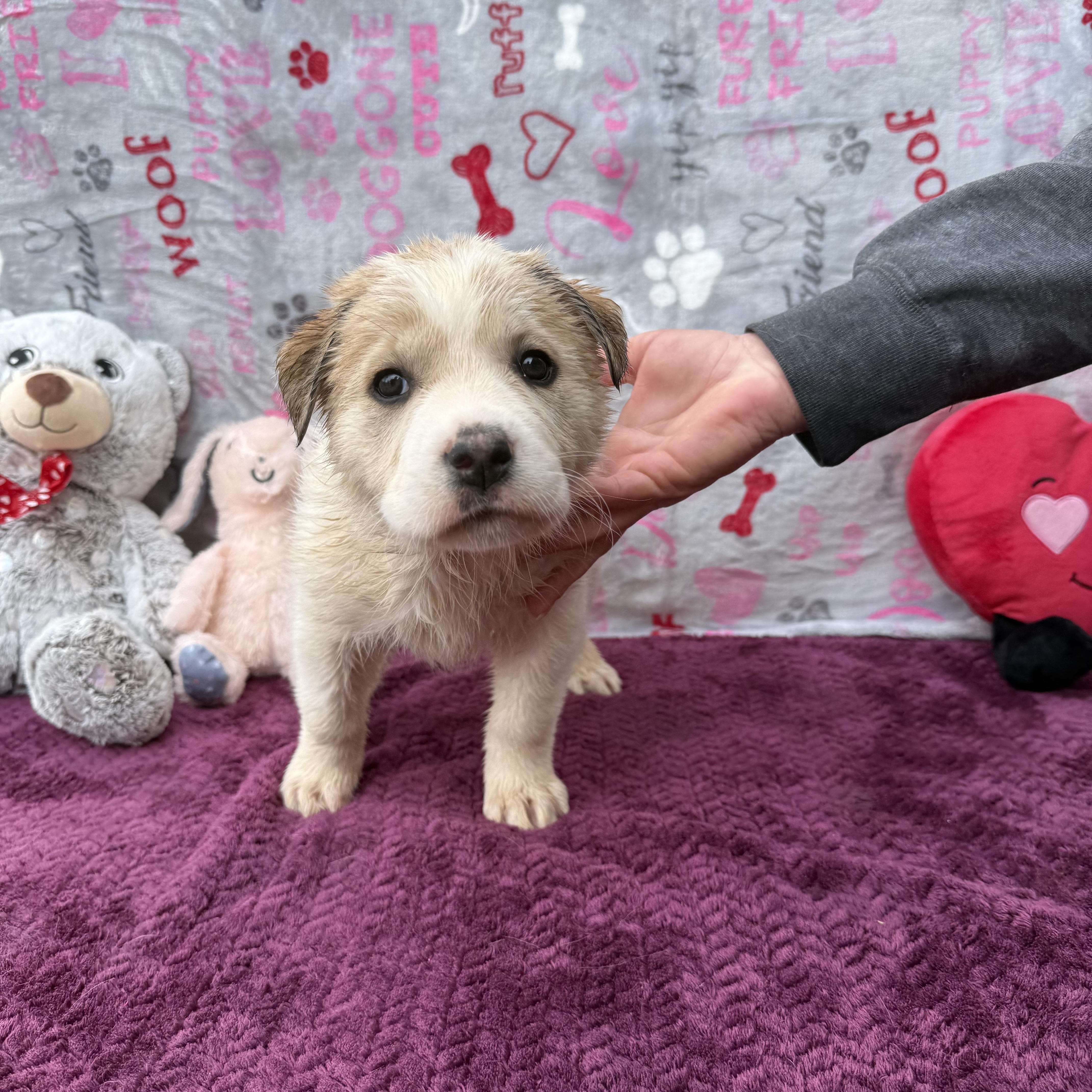 Enlarge Lilah (Foster-to-Adopt), a Adopted mixed breed in Guthrie, OK image 2/3