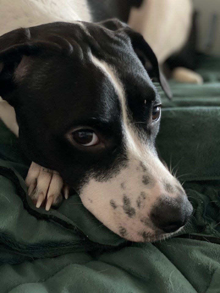 Enlarge RUMI', a Adoptable English Pointer in Springfield, VA image 4/6