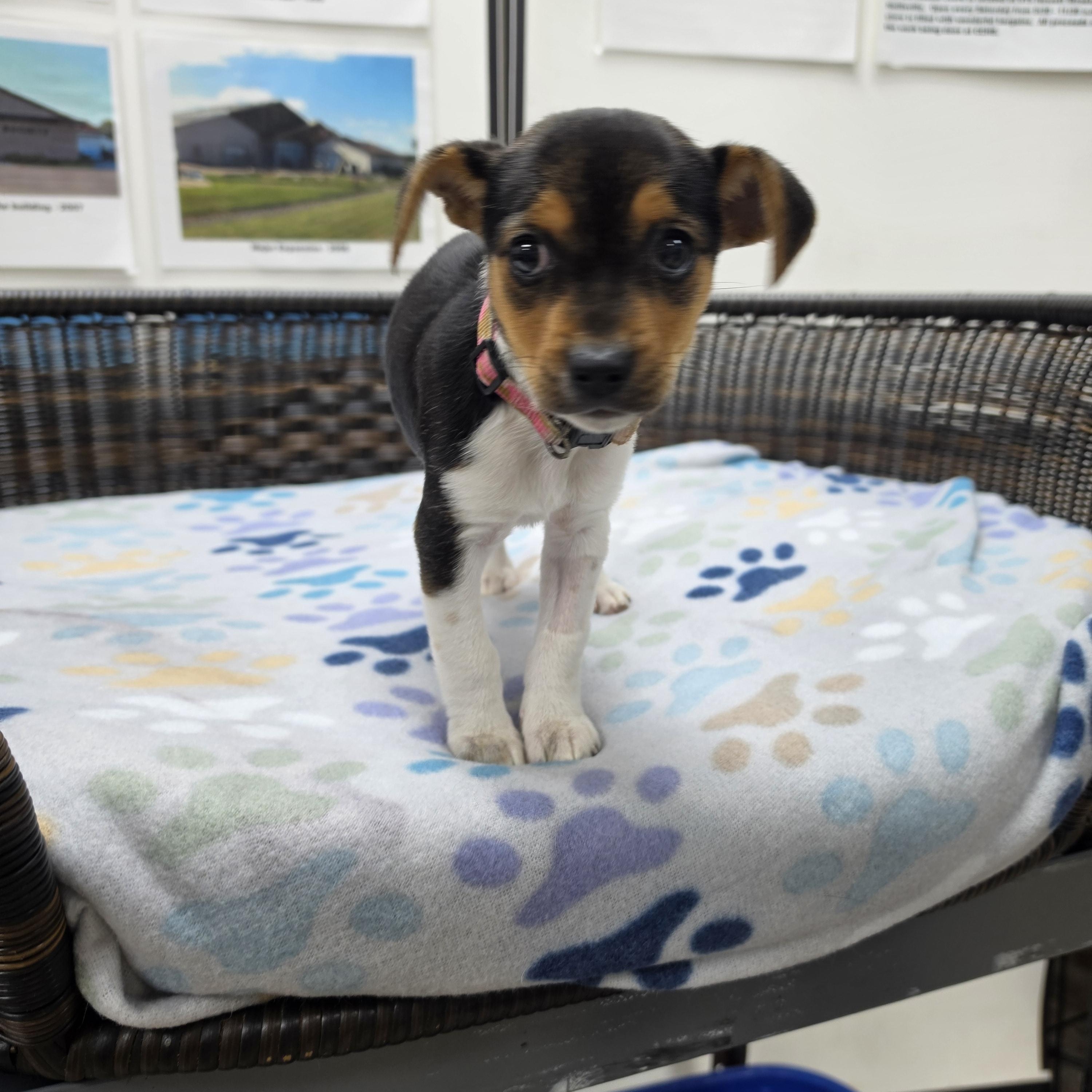 Chelsea, Adoptable, Puppy Female Beagle & Jack Russell Terrier.