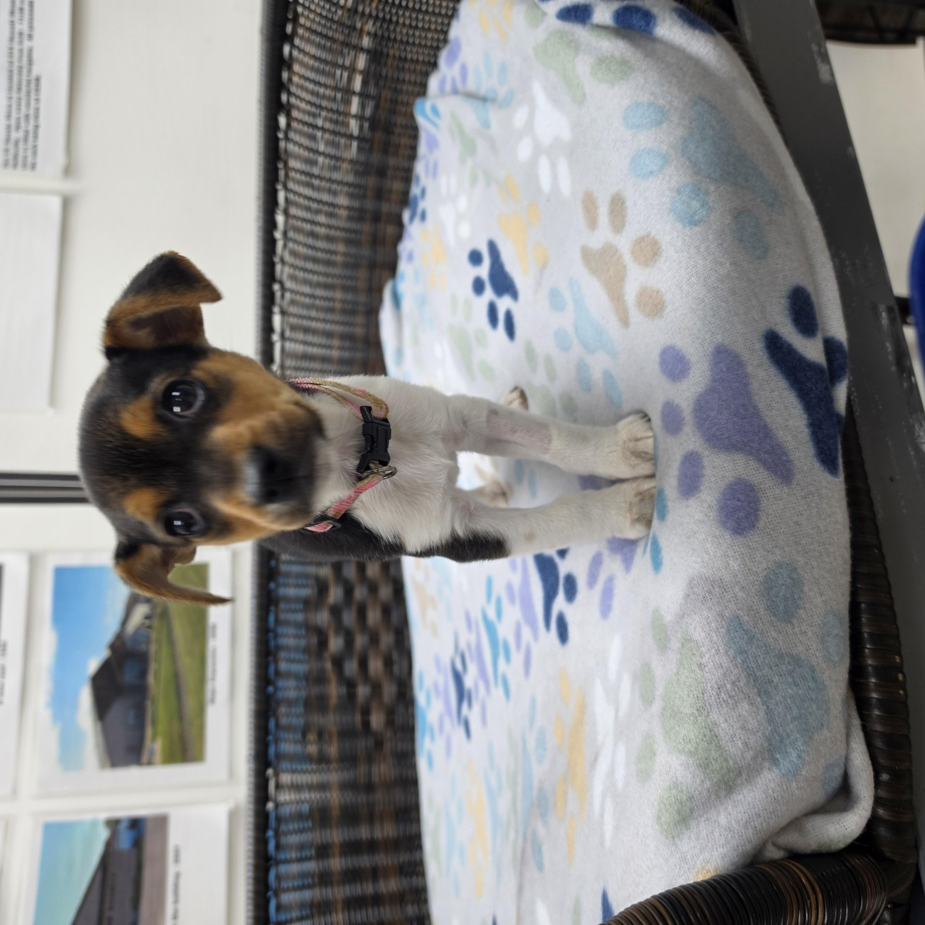 Enlarge Chelsea, a Adoptable mixed breed in Neillsville, WI image 2/2