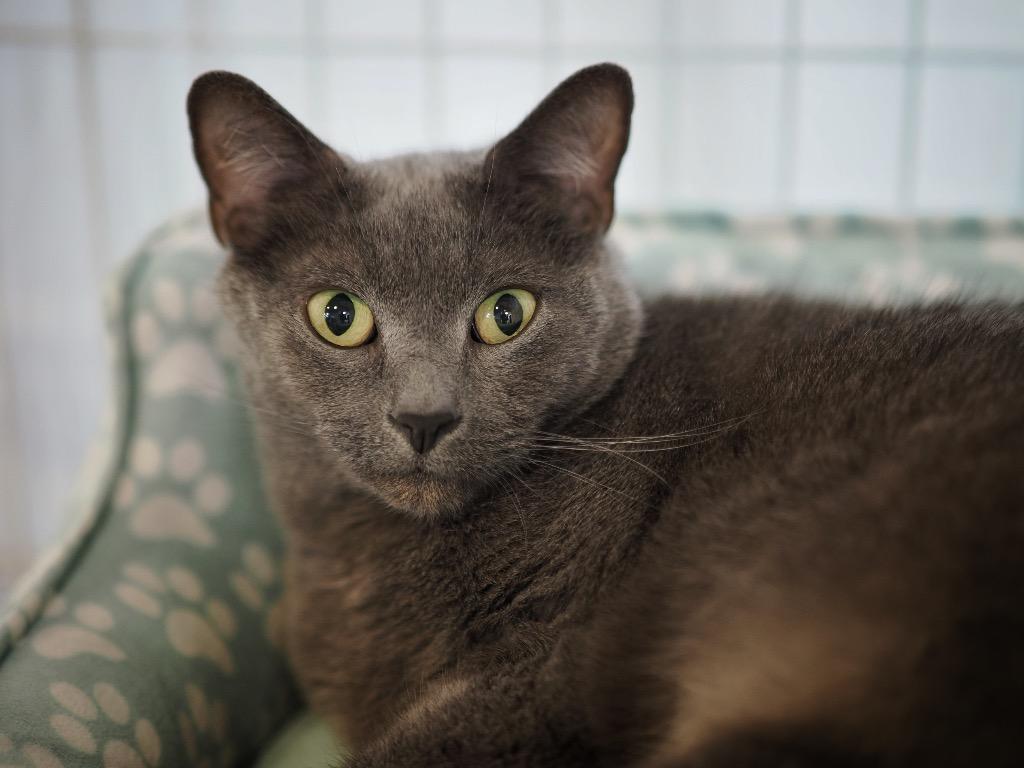 Enlarge Smale Park, a Adoptable mixed breed in Cincinnati, OH image 2/6