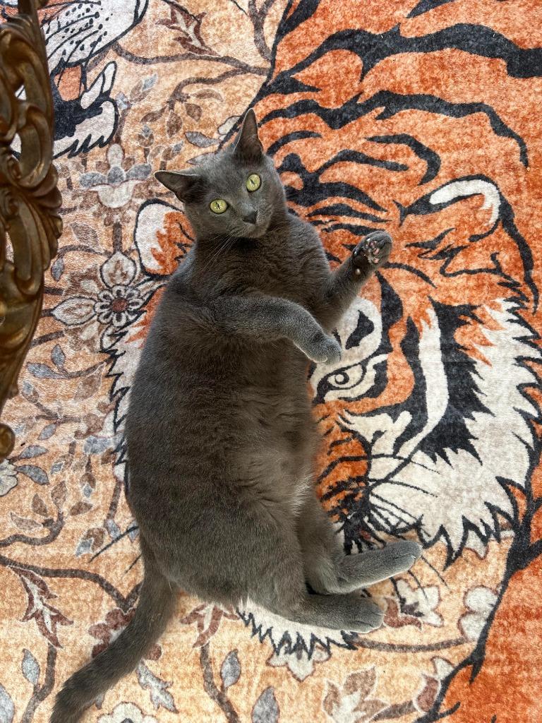 Enlarge Smale Park, a Adoptable mixed breed in Cincinnati, OH image 3/6