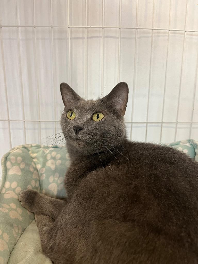 Enlarge Smale Park, a Adoptable mixed breed in Cincinnati, OH image 4/6