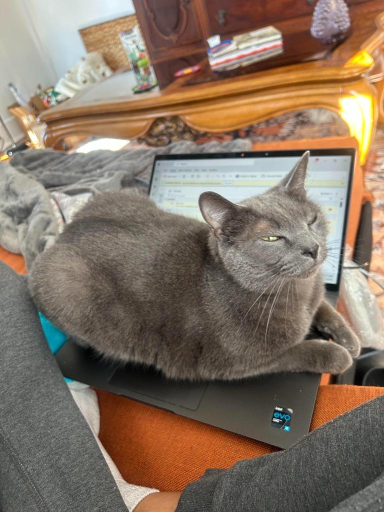 Enlarge Smale Park, a Adoptable mixed breed in Cincinnati, OH image 5/6