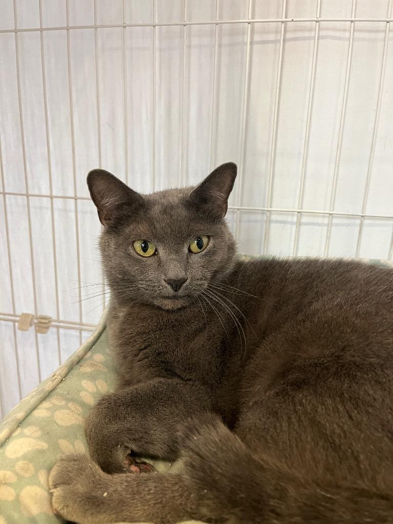 Enlarge Smale Park, a Adoptable mixed breed in Cincinnati, OH image 6/6