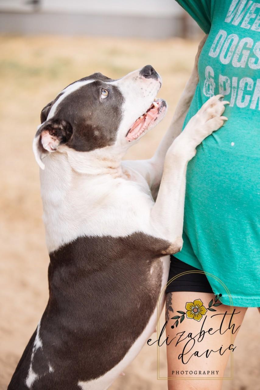 Enlarge Bella, a Adoptable Pit Bull Terrier in Mansfield, TX image 4/6