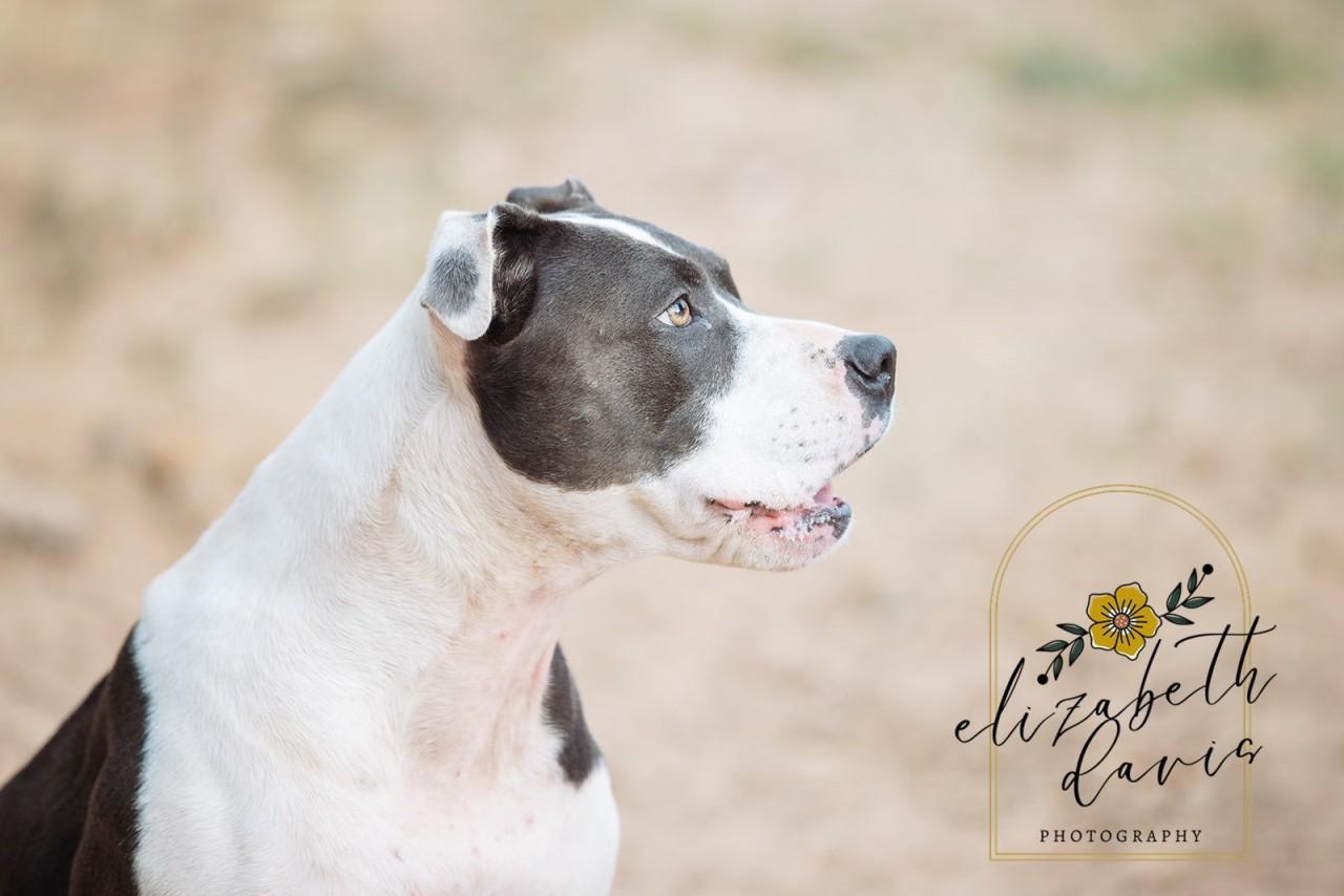 Enlarge Bella, a Adoptable Pit Bull Terrier in Mansfield, TX image 5/6