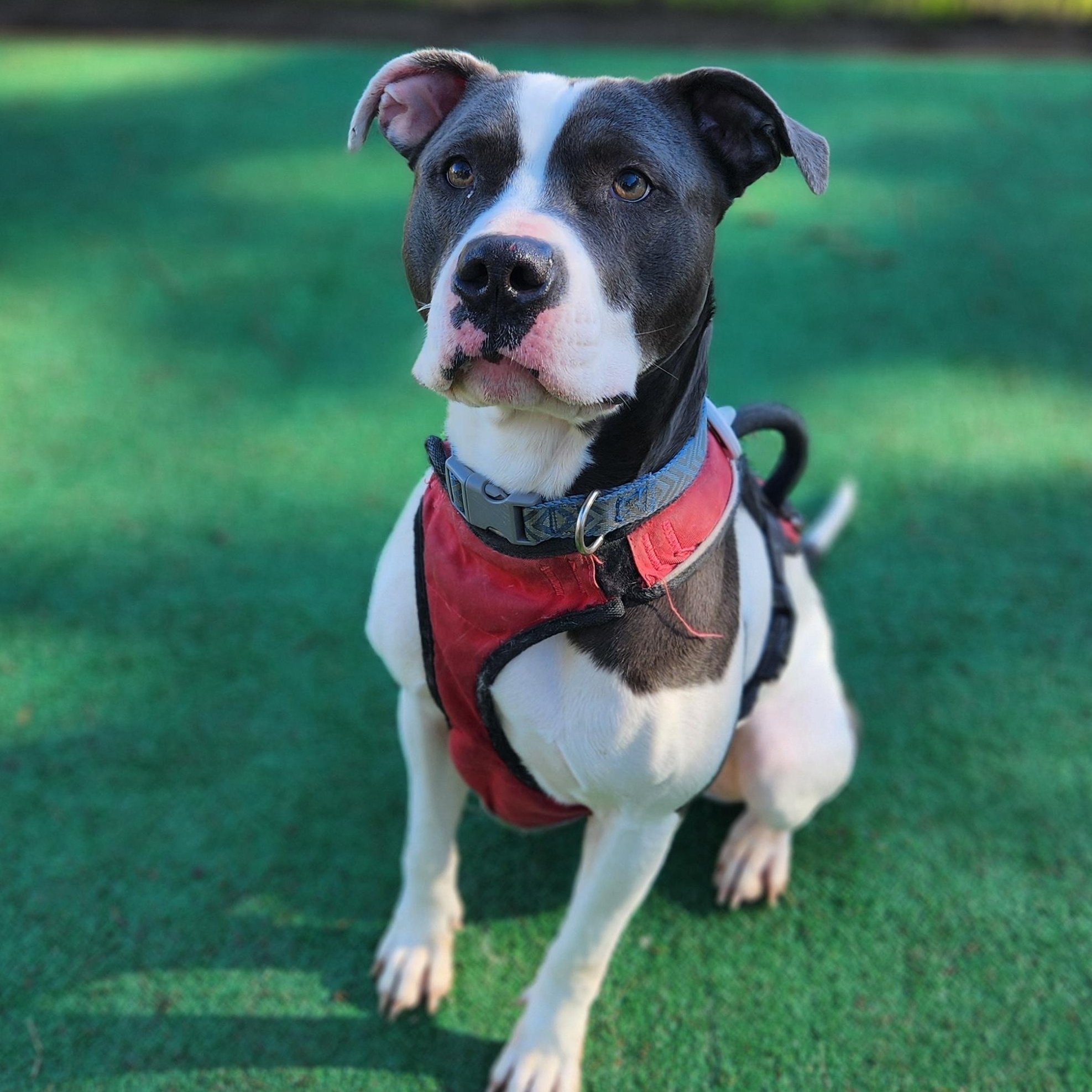 Bella, Adoptable, Adult Female Pit Bull Terrier.