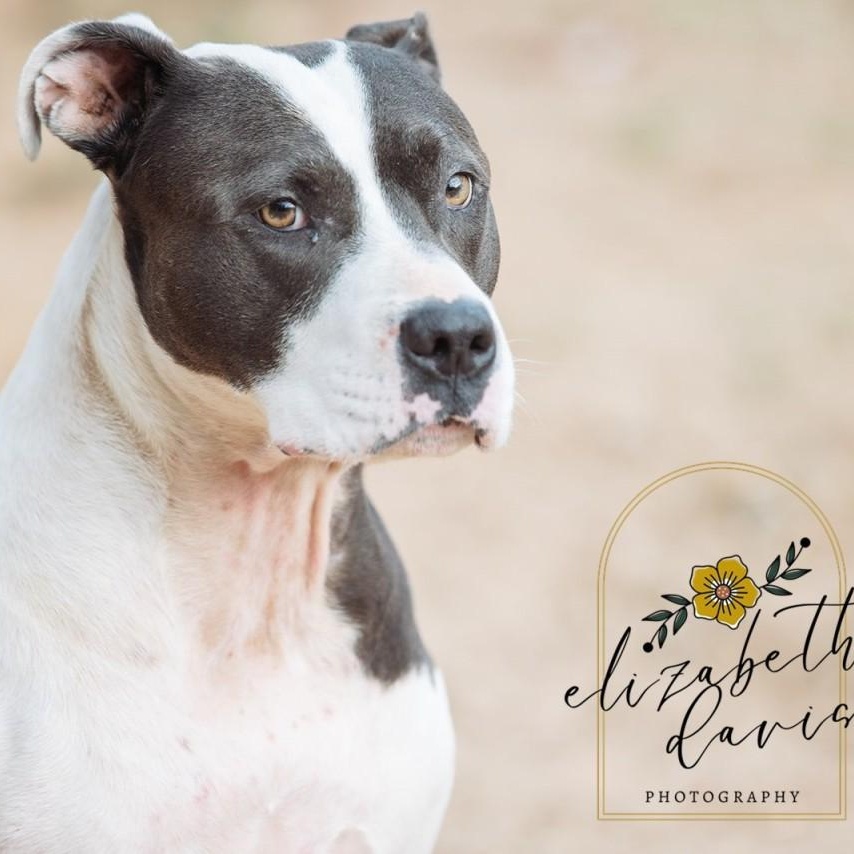 Enlarge Bella, a Adoptable Pit Bull Terrier in Mansfield, TX image 3/6