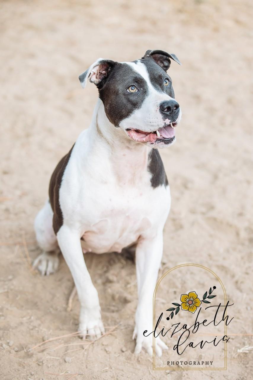 Enlarge Bella, a Adoptable Pit Bull Terrier in Mansfield, TX image 6/6