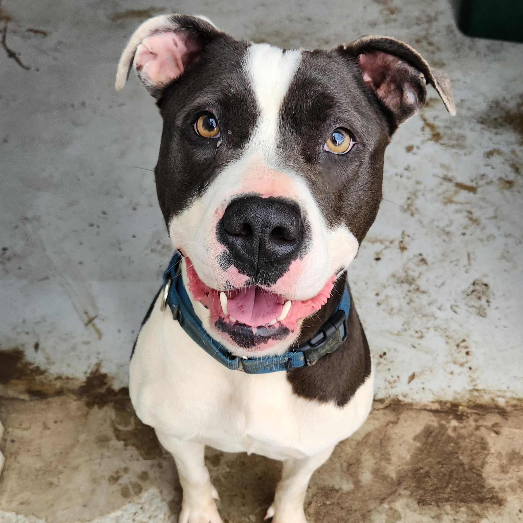 Enlarge Bella, a Adoptable Pit Bull Terrier in Mansfield, TX image 2/6