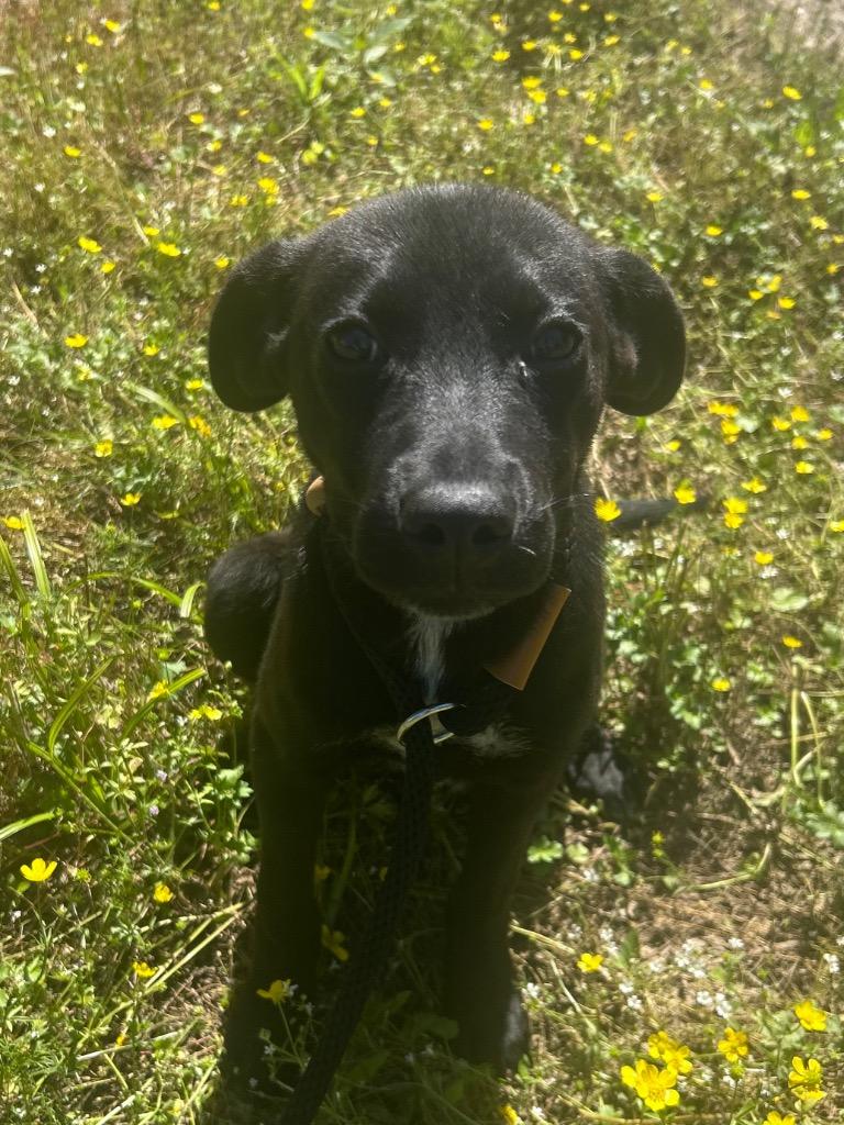 Missy, Adoptable, Puppy Female Terrier.
