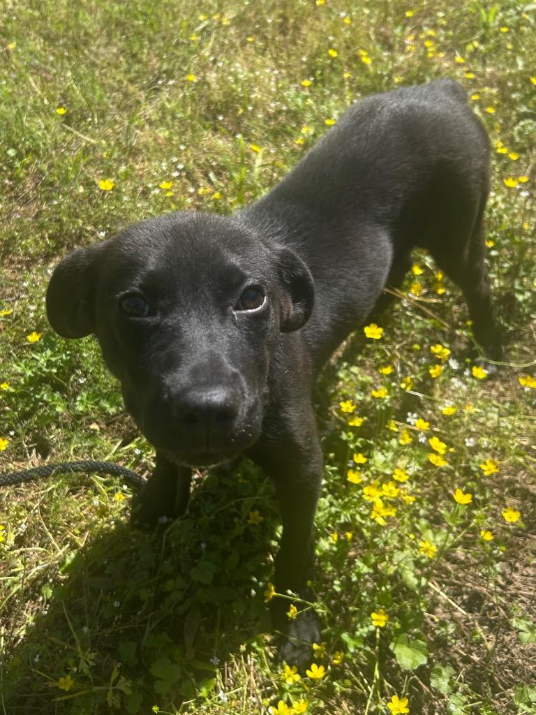 Enlarge Missy, a Adoptable Terrier in Benton, AR image 2/2