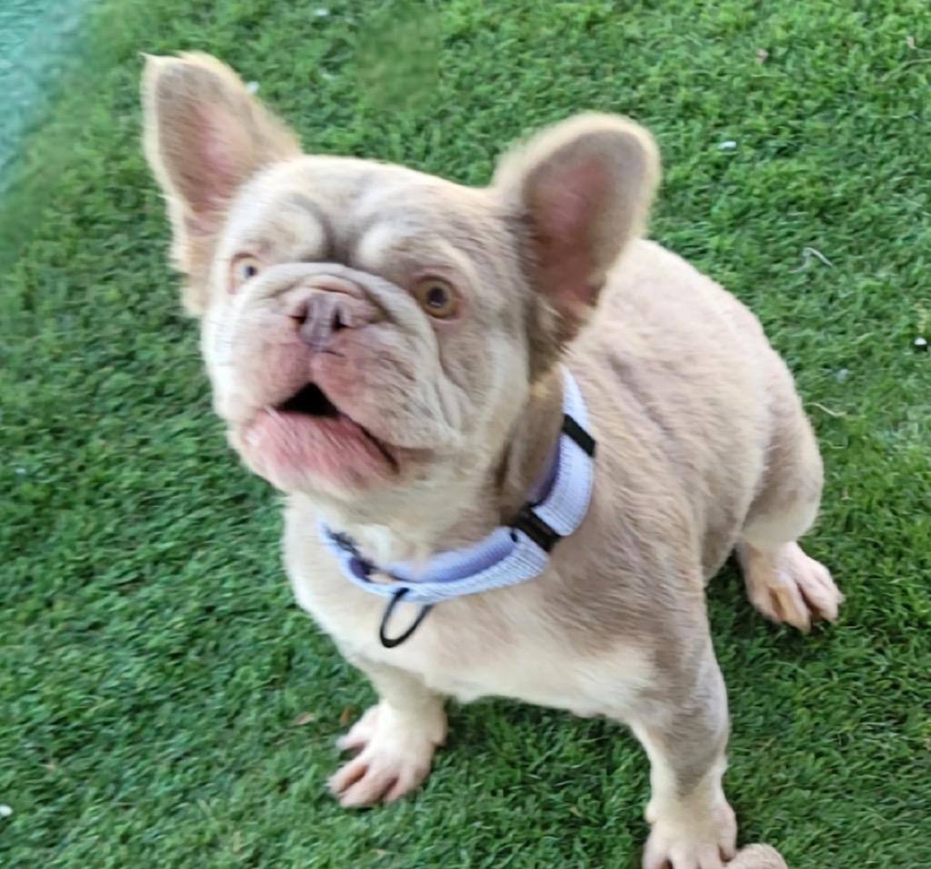 Enlarge Fancy - Friendly Frenchie!, a Adopted French Bulldog in Fort Myers, FL image 1/2