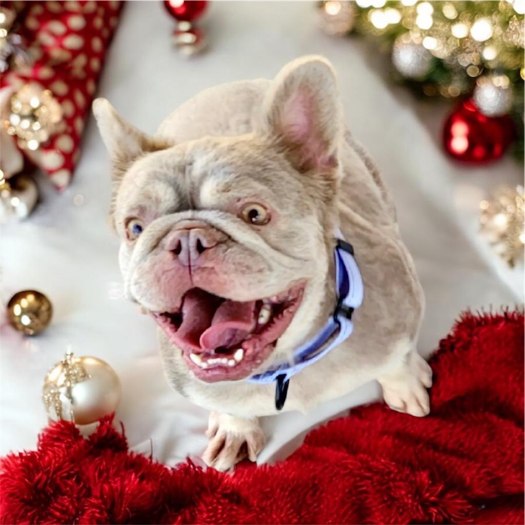 Enlarge Fancy - Friendly Frenchie!, a Adopted French Bulldog in Fort Myers, FL image 2/2