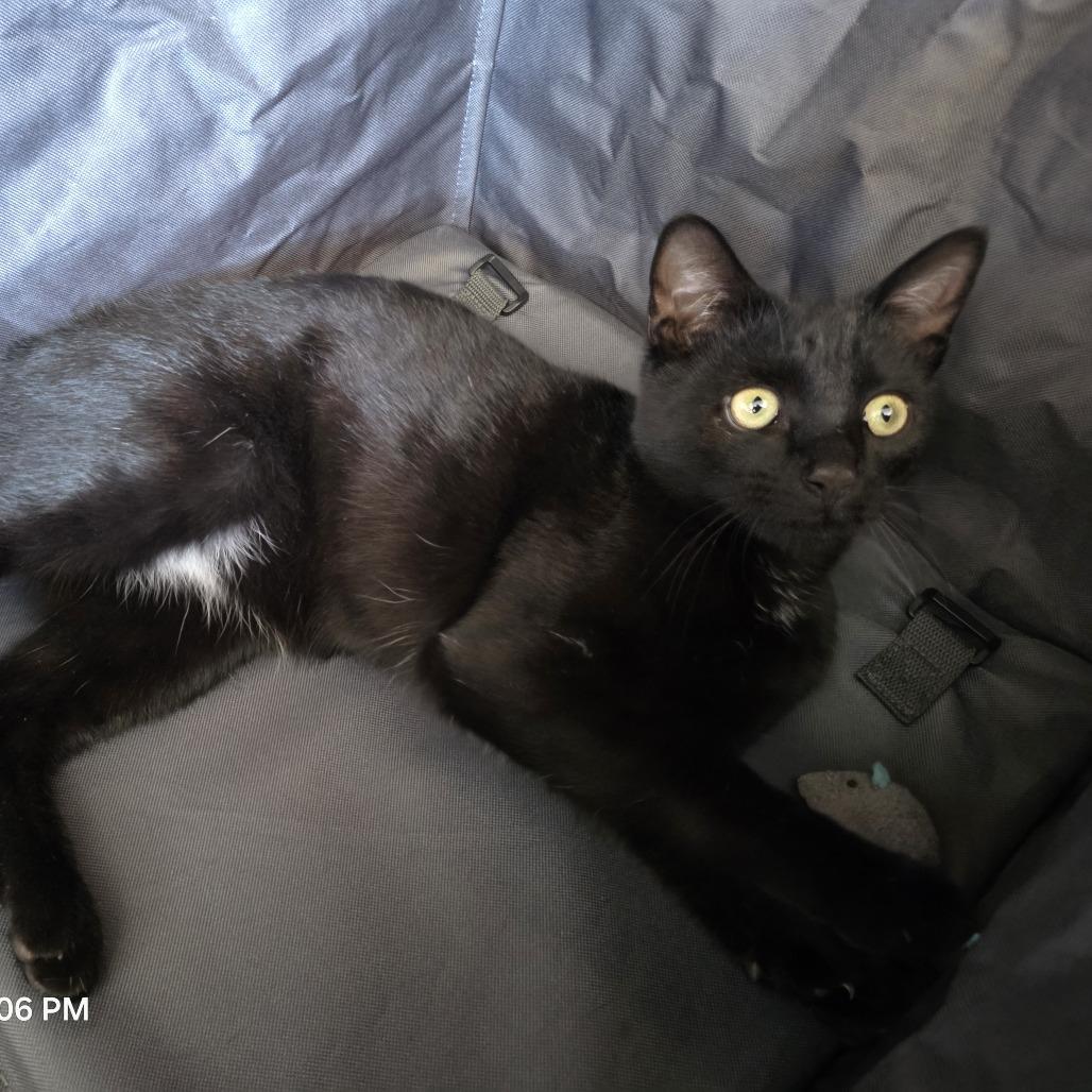 Enlarge Little, a Adoptable Domestic Medium Hair in Novelty, OH image 1/6