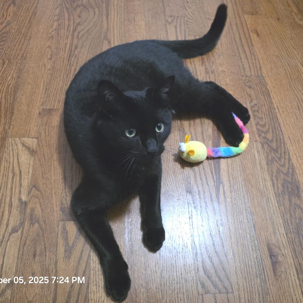 Enlarge Little, a Adoptable Domestic Medium Hair in Novelty, OH image 2/6