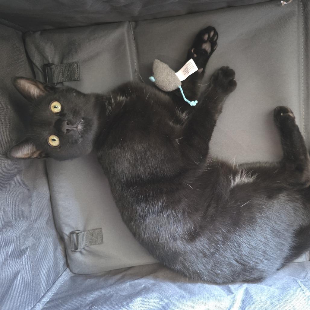 Enlarge Little, a Adoptable Domestic Medium Hair in Novelty, OH image 3/6