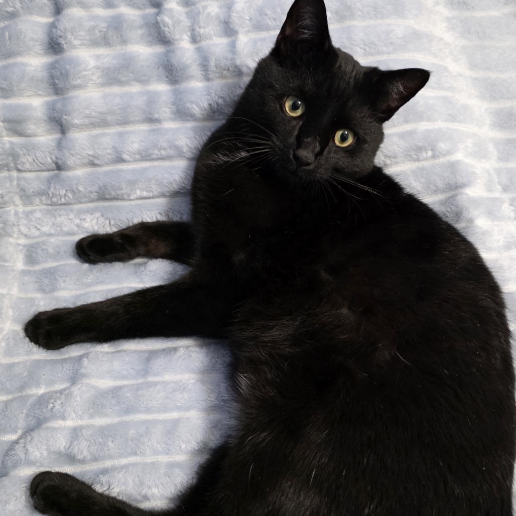Enlarge Little, a Adoptable Domestic Medium Hair in Novelty, OH image 4/6